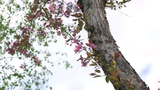 Рай яблоня, цветы цветут движущиеся от ветра на фоне неба — стоковое видео