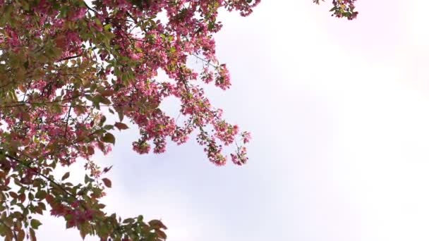 Paradise-äppelträd rosa blommor blomma på himmel bakgrund — Stockvideo