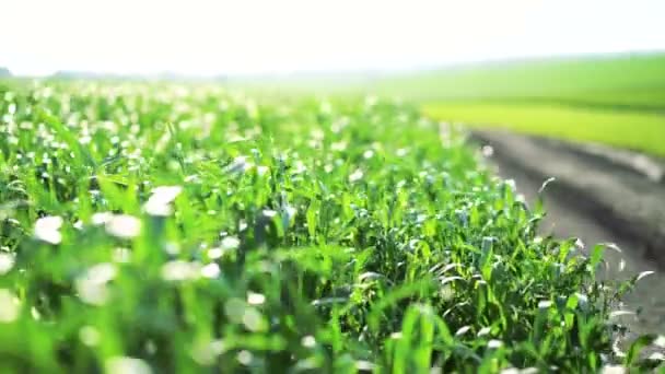 Primer plano de hojas de trigo de primavera verde moviéndose con viento en 4k — Vídeos de Stock