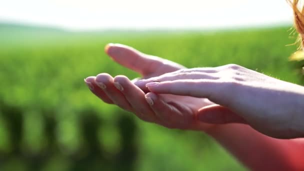 Lieveheersbeestje gaat op rode dames hand op groene bladeren achtergrond in 4k — Stockvideo