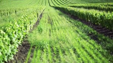 Frenk üzümü çalılar, buğday alanları ve gökyüzü 4 k peyzaj