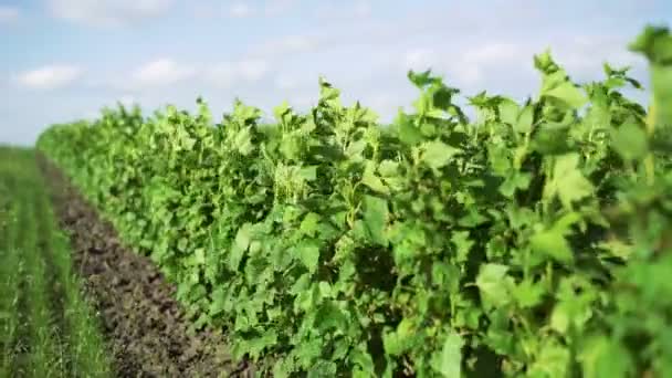 Foglie di ribes in movimento con vento, campi paesaggio, cielo sfondo 4k — Video Stock