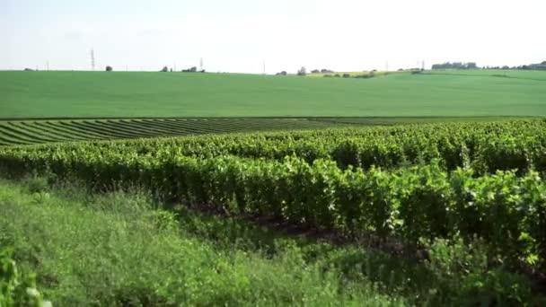 Campos verdes con arbustos y trigo, paisaje del cielo en 4k — Vídeos de Stock