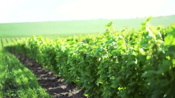 Buisson croustillant, feuilles se déplaçant avec le vent en 4k — Video