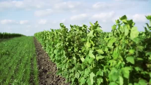 Vinbär bush, lämnar rör sig med vinden, blå himmel, bakgrund 4k — Stockvideo