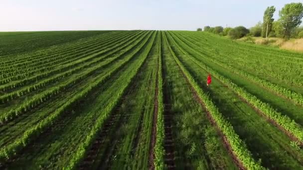 Vista aérea de la mujer corre en un campo verde en 4K. Cámara seguir detrás — Vídeo de stock