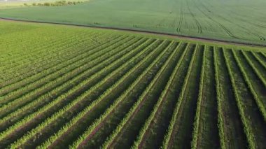 Havadan görünümü parlak gökyüzü 4k bahar ekimi ve alanları,