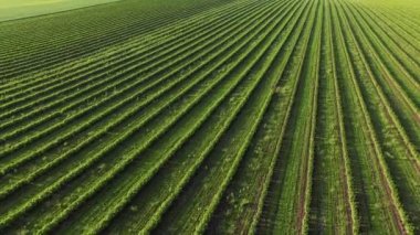 Frenk üzümü, parlak gökyüzü 4k yeşil Ekim havadan görünümü