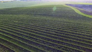 Yeşil alanların havadan görünümü, frenk üzümü ve buğday ekimi 4 k arka plan