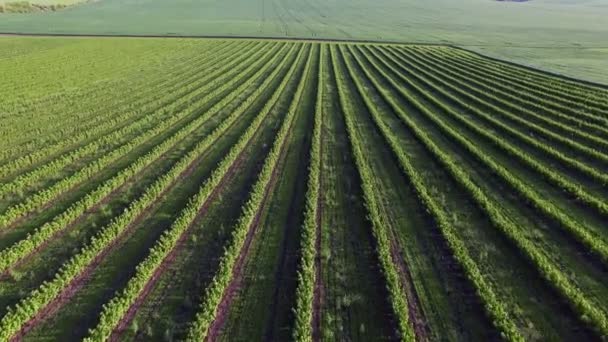 Вид с воздуха на родниковые поля, backgropund 4k — стоковое видео
