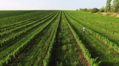 4 k yeşil alan adamın havadan görünümü çalışır. Kamera arkasında izleyin