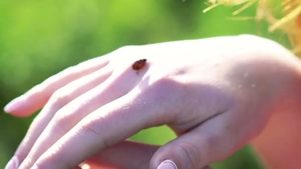 Ladybug goes on womans hand — Stock Video