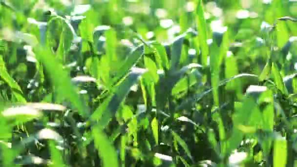 Wheat field ondas movidas pelo verão vento natureza guindaste tiro fundo — Vídeo de Stock