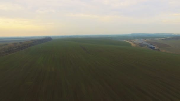 Luchtfoto van veld met tarwe — Stockvideo