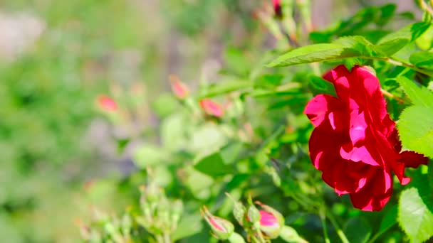 Närbild på rosenbuske utomhus — Stockvideo