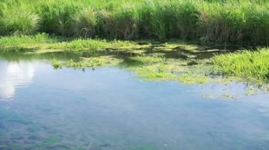 Flowing river and green reeds