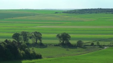 Yaban hayatı alanları. Bahar ağaçları. Ağır çekim