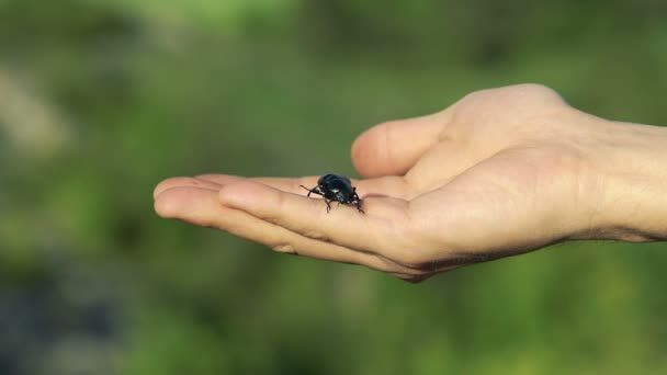 Coléoptère noir rampant sur les mains — Video