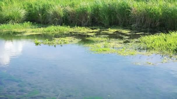 Flowing river and green reeds — Stok video