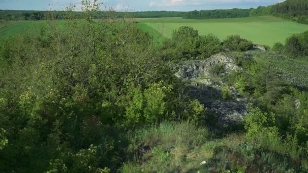 Close up landscape of wild nature in spring day — Stock Video