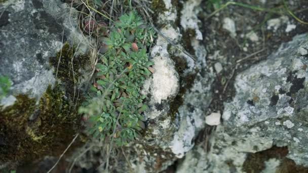 Nahaufnahme des einzigartigen Grases im Fels — Stockvideo