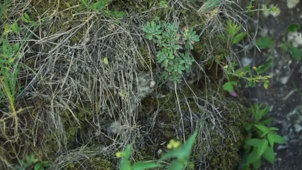 Primer plano de vegetación rara en la roca — Vídeos de Stock