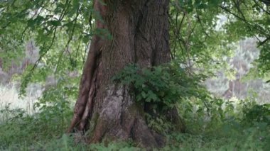 Ormanda büyük ağaç gövdesi