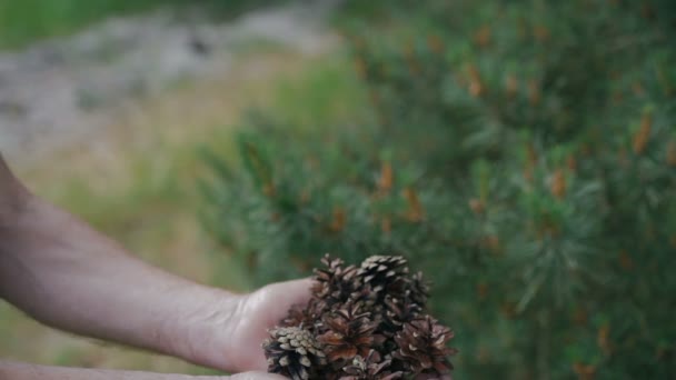 Oude man houdt een dennenappel in de oude gerimpelde handen — Stockvideo