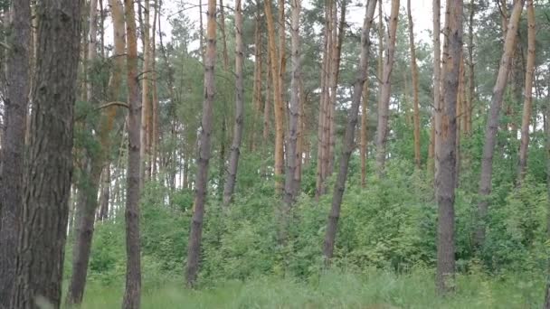 Большой хвойный лес — стоковое видео