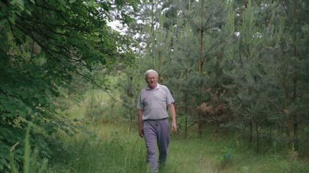 Velho homem enrugado vai para a floresta conífera — Vídeo de Stock