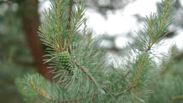 Gros plan des feuilles de conifères à feuilles persistantes — Video