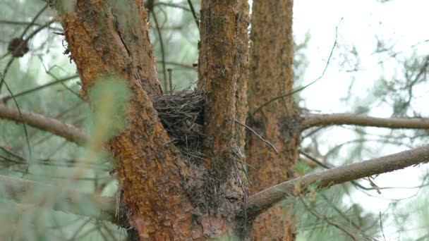 常緑の針葉樹の木に鳥の巣 — ストック動画