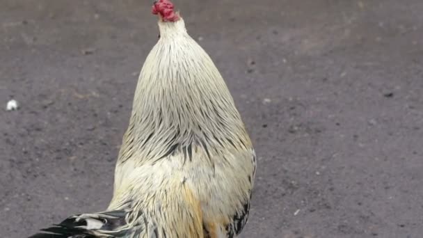 Grand coq marchant à la maison — Video