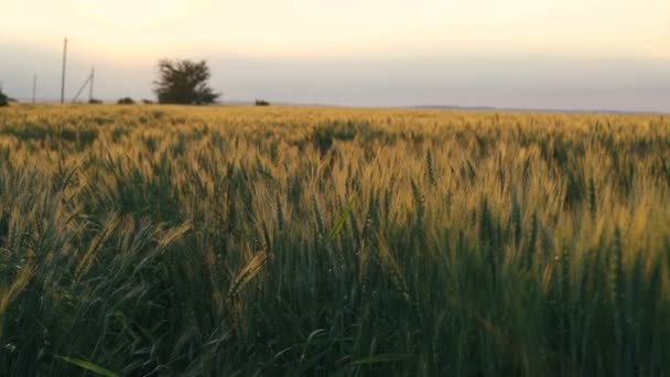 Campo de trigo con orejas doradas en el horizonte del cielo — Vídeos de Stock