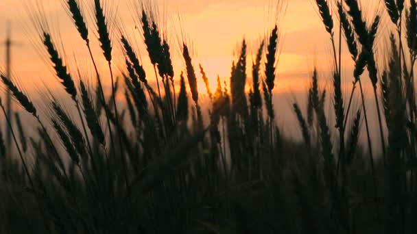 Ears of wheat on sunset background — Stock Video