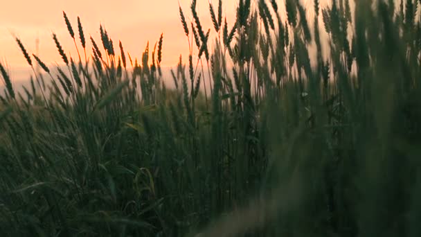 Närbild på öronen av vete. Färgglada himmel bakgrund — Stockvideo