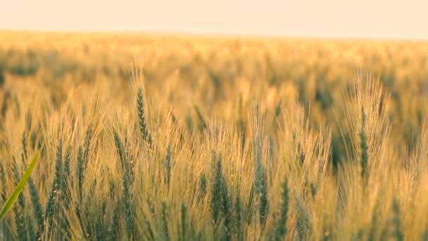 Campo di spighe d'oro di grano grande — Video Stock