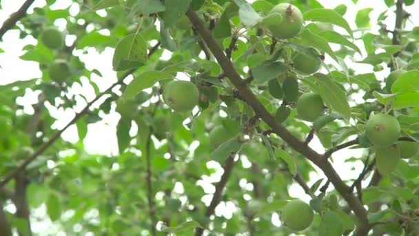 Árbol con manzanas pequeñas verdes jóvenes — Vídeo de stock