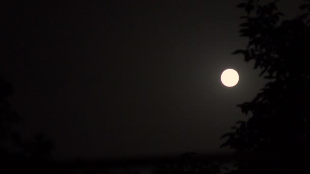 Na tle księżyca. Sylwetka drzewa. Nocne niebo — Wideo stockowe