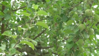 Küçük yeşil meyve elma ağacı