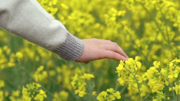 Close up childs hand touches rape blossom on field. Slow motion — Stock Video