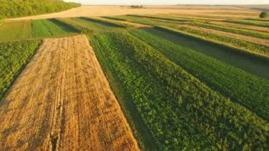 Güzel yeşil alanın havadan görünümü