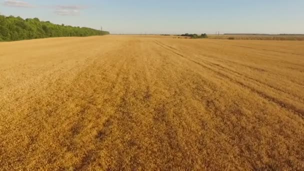 Aerial view of beautiful yellow wheat fields — Stock Video