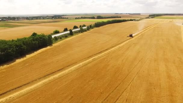 Luchtfoto combineren Harvester verzamelt de tarwe bij zonsondergang — Stockvideo