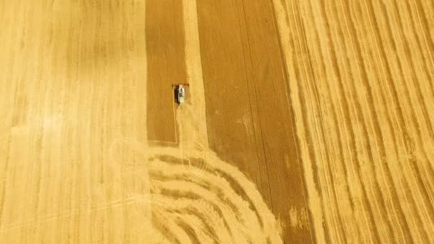 Vista aérea Combine Harvester reúne o trigo — Vídeo de Stock