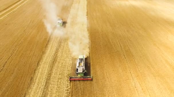 麦畑、空撮を収穫 2 つを組み合わせた — ストック動画