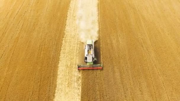 Kombajn zbożowy gromadzenia zbiorów pszenicy. widok z lotu ptaka. — Wideo stockowe