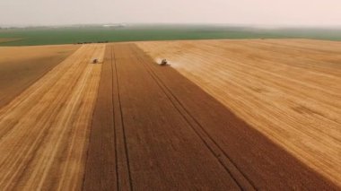 Shearers, hasat buğday zoom 4 k havadan görünümü