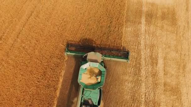 Вид с воздуха на мощный комбинат пожинает пшеницу. 4k — стоковое видео