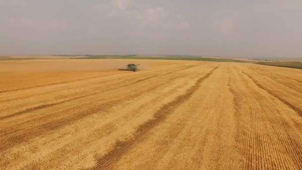 Luchtfoto van combineren oogsten tarweveld. 4k — Stockvideo